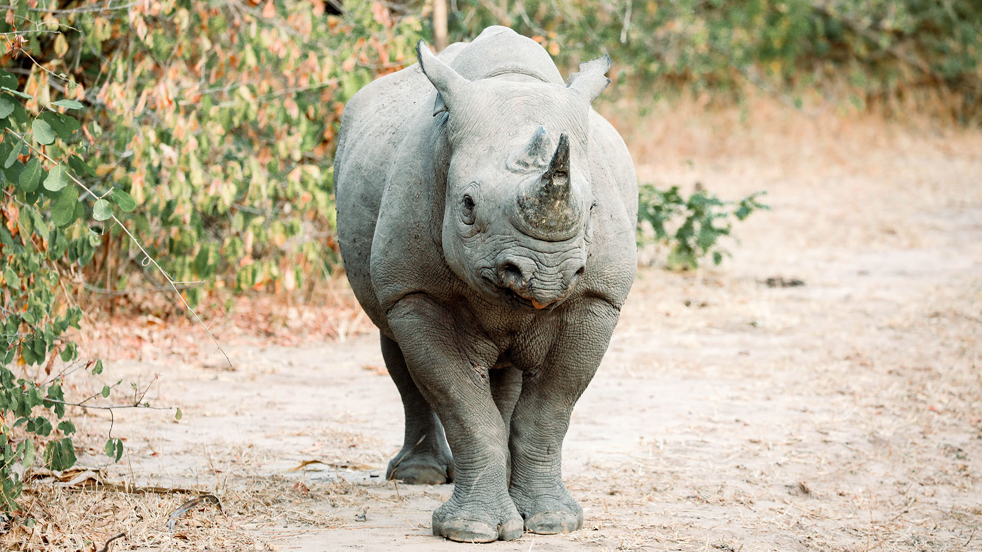 https://visitmalawi.mw/wp-content/uploads/2021/10/malawi-rhino.jpg