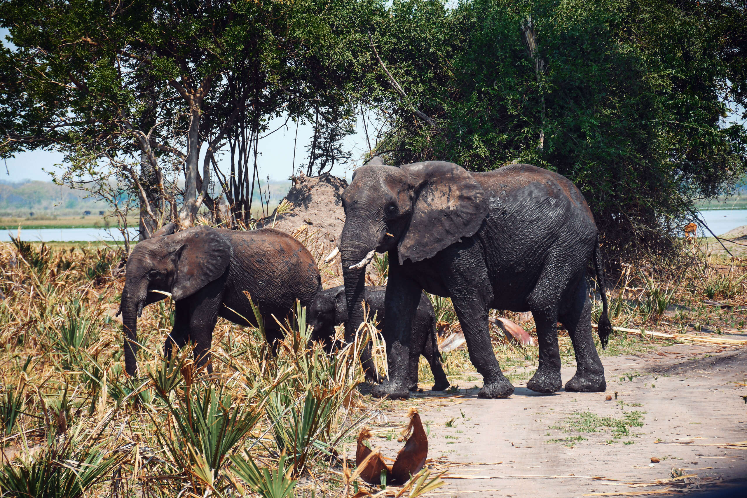 https://visitmalawi.mw/wp-content/uploads/2022/01/Liwonde-National-Park-elephants-2-scaled.jpg