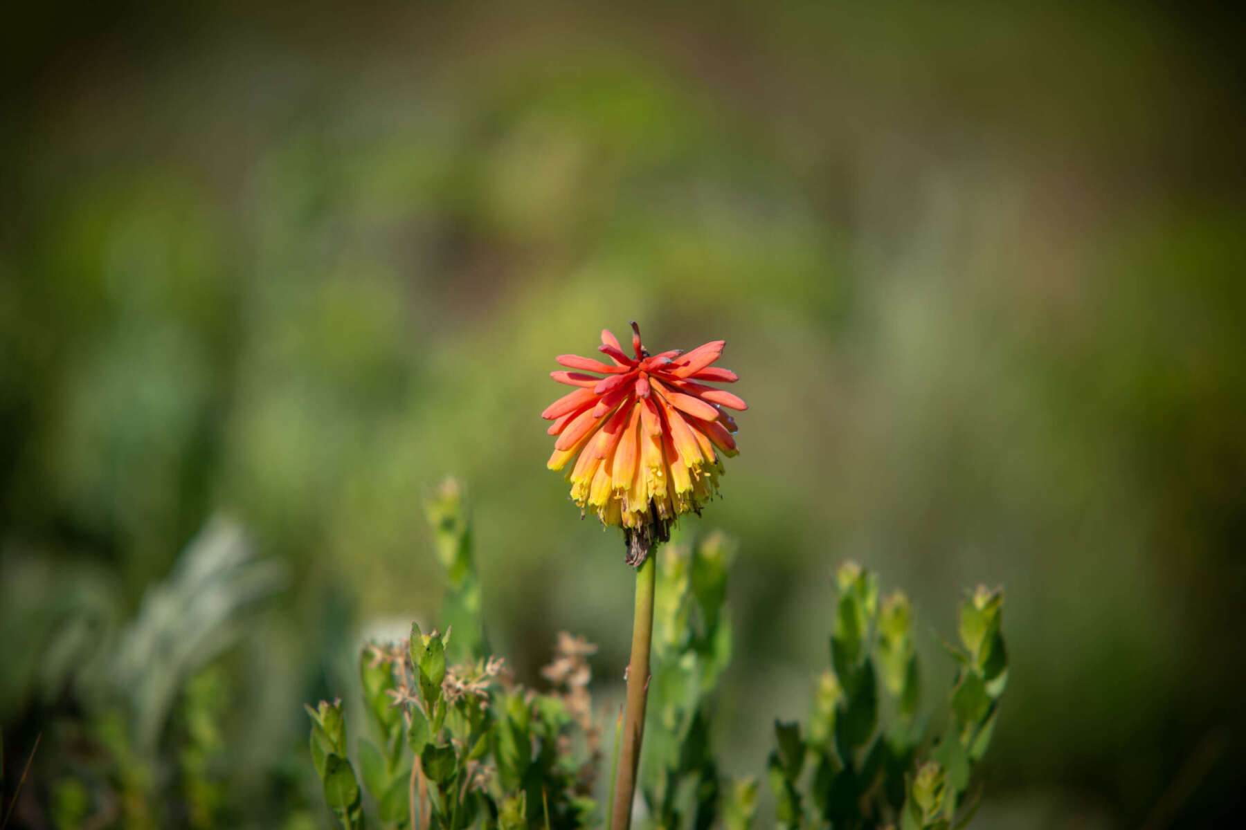 Nyika National Park random flower