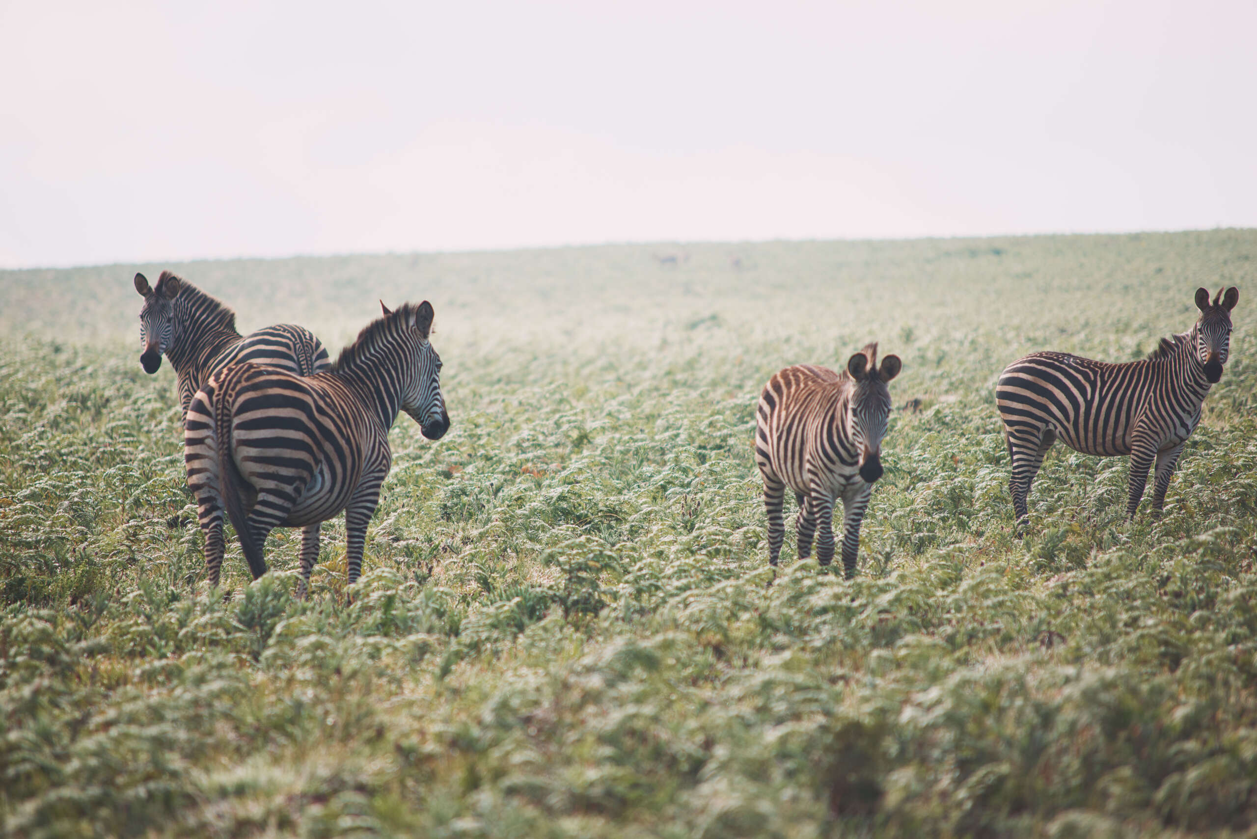 https://visitmalawi.mw/wp-content/uploads/2022/02/Nyika-National-Park-zebra-watch-2-scaled.jpg