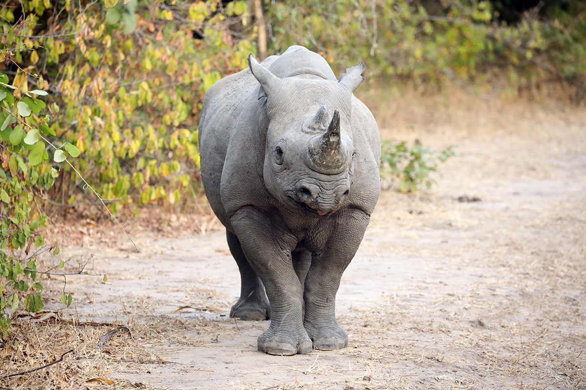liwonde rhino malawi
